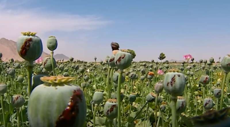 पांच एकड़ में की जा रही अफीम की अवैध खेती नष्ट