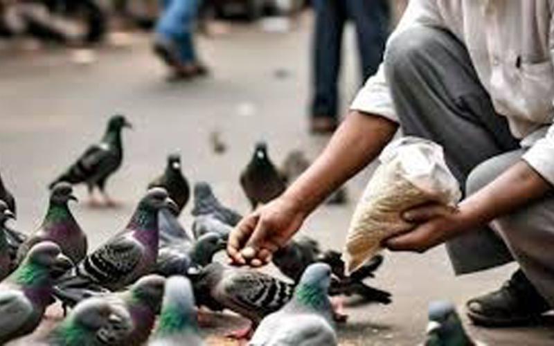 कोर्ट ने दिया आदेश, कबूतरों को दाना खिलाने पर 5000 रुपए का जुर्माना