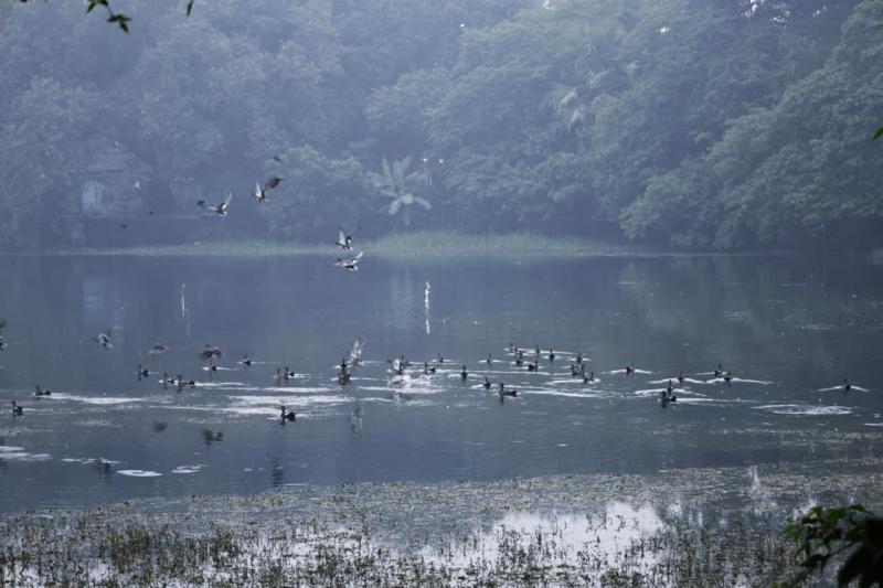 बिहार के इस जलाशय में रूस-चीन-अमेरिका से पहुंचे प्रवासी पक्षी, अंतरराष्ट्रीय परिंदों का बना सुरक्षित आशियाना