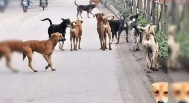 300 आवारा कुत्तों की बेरहमी से हुई हत्या, सरपंचों और अधिकारियों पर लगे गंभीर आरोप 300 आवारा कुत्तों की बेरहमी से हुई हत्या, सरपंचों और अधिकारियों पर लगे गंभीर आरोप